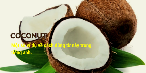 "Quả Dừa" trong Tiếng Anh là gì: Định Nghĩa & Ví dụ.