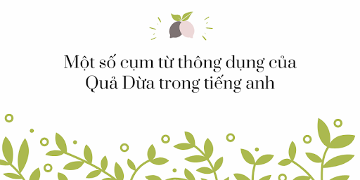 "Quả Dừa" trong Tiếng Anh là gì: Định Nghĩa & Ví dụ.