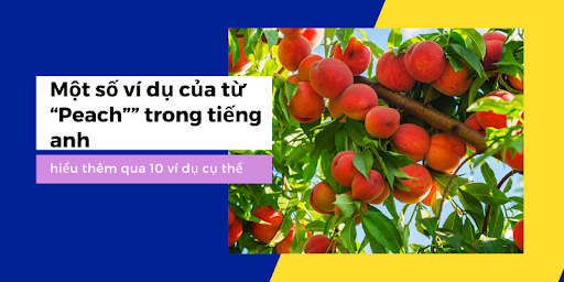 Quả Đào trong tiếng anh là gì: Định Nghĩa & Ví dụ.