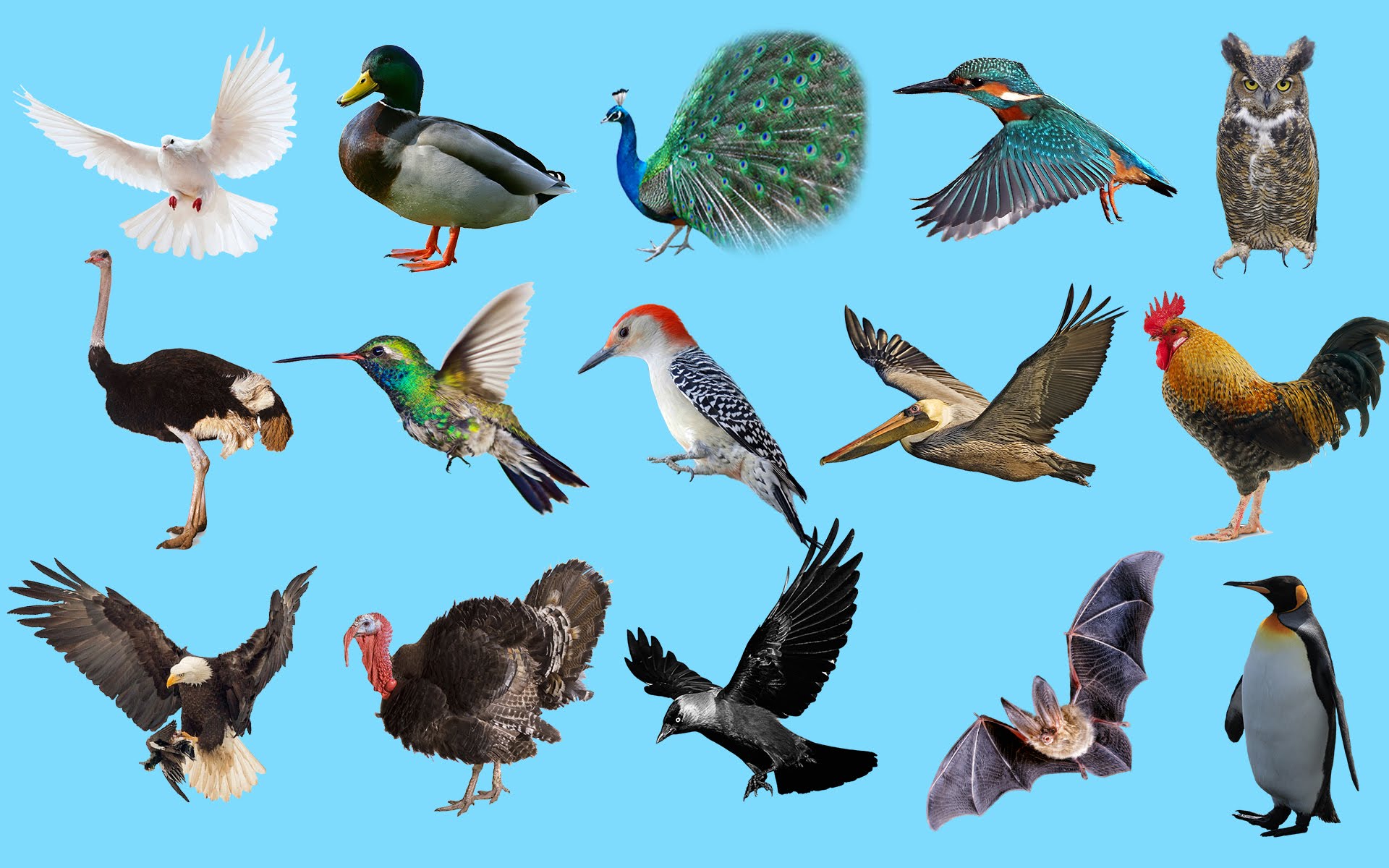 Những loài chim đẹp nhất thế giới