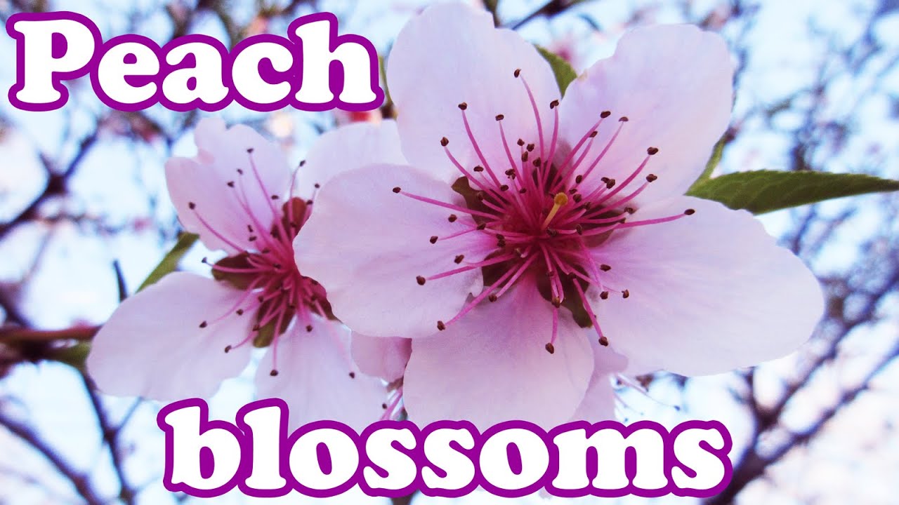 “Blossom” nghĩa là gì: Định nghĩa, Ví dụ Tiếng Anh – StudyTiengAnh