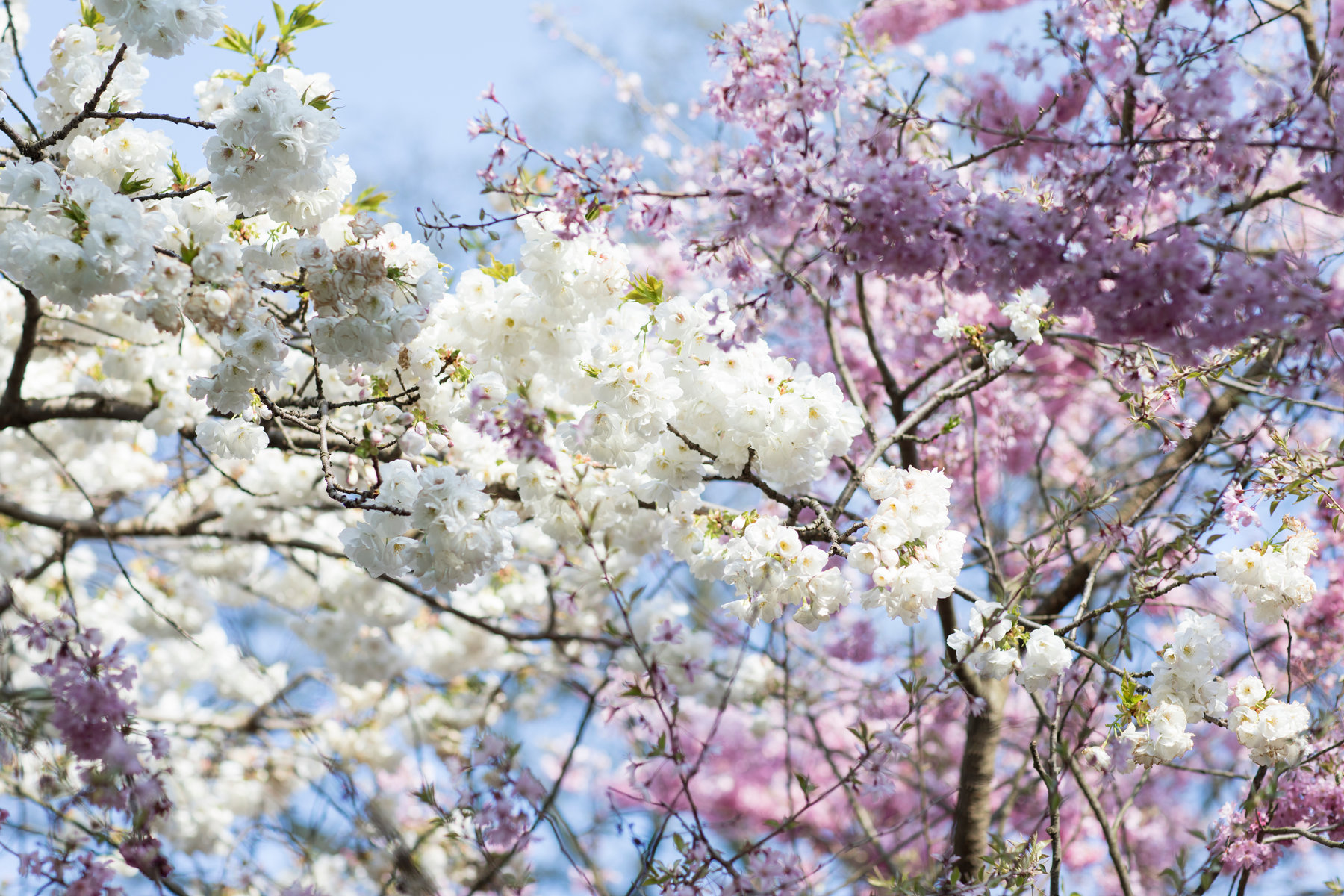 blossom là gì