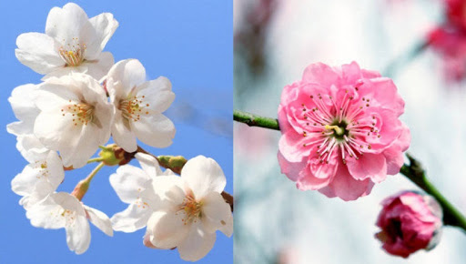 blossom là gì