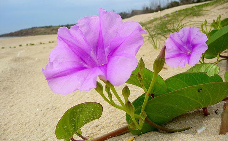 rau muống trong tiếng anh, rau muống  tiếng anh là gì