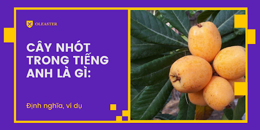 cây nhót tiếng Anh là gì 