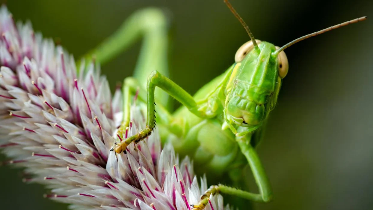 Côn trùng, Insects