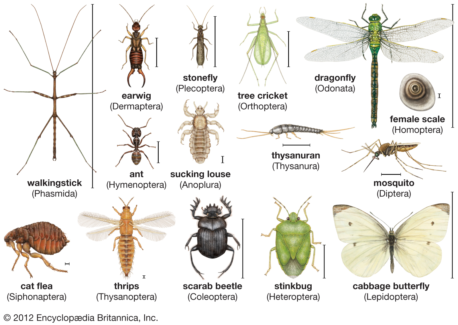 Côn trùng, Insects
