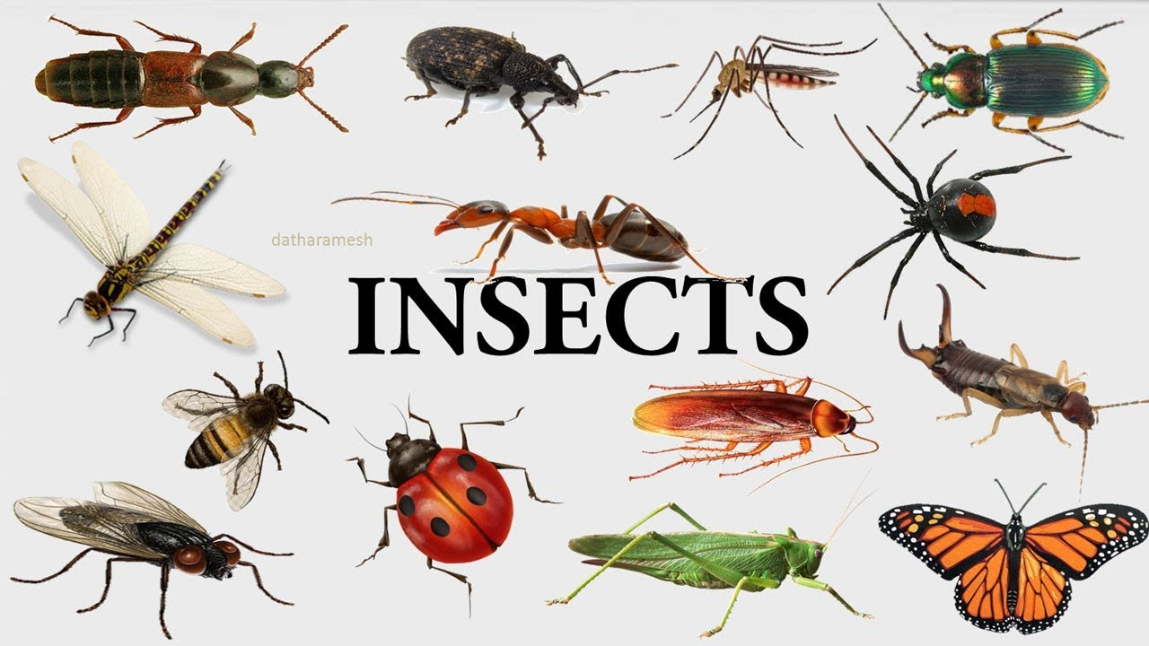 Côn trùng, Insects