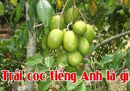 trái cóc trong tiếng Anh