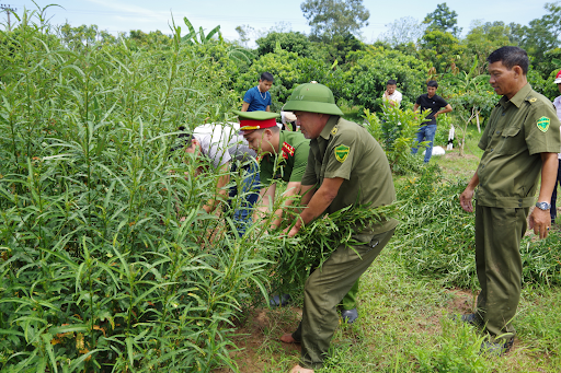 Cần sa trong tiếng Anh là gì