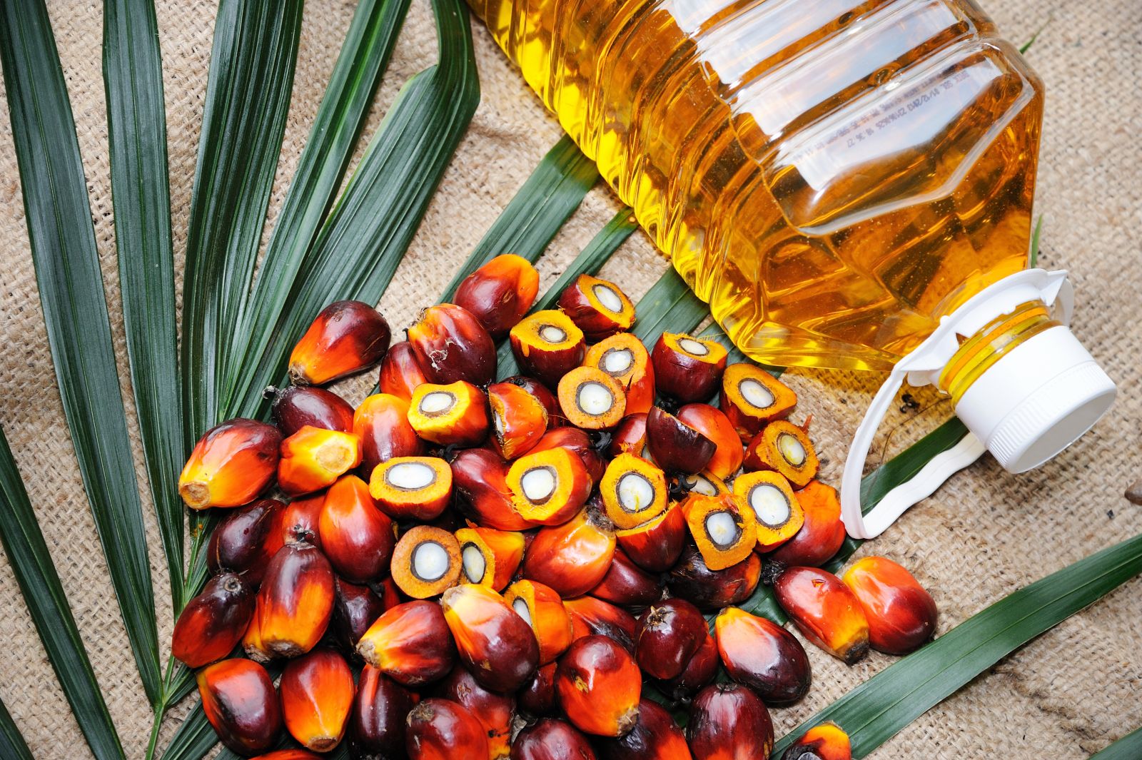 palm oil là gì