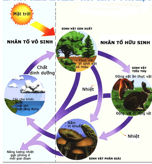 hệ sinh thái tiếng anh là gì