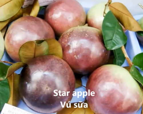 vú sữa tiếng Anh