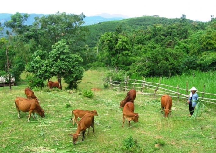 chăn nuôi tiếng anh là gì