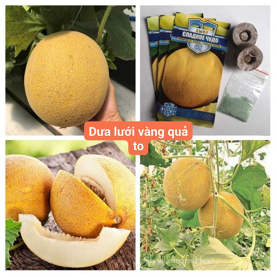 dưa lưới tiếng Anh là gì