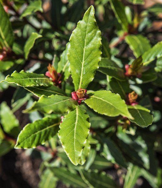 bay leaves là gì