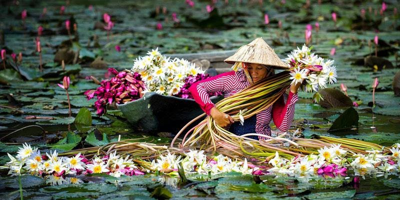 hoa súng tiếng anh là gì