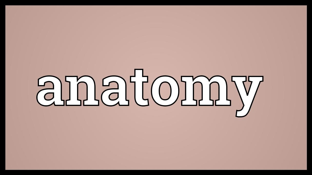 Anatomy nghĩa là gì: Định Nghĩa, Ví Dụ trong Tiếng Anh