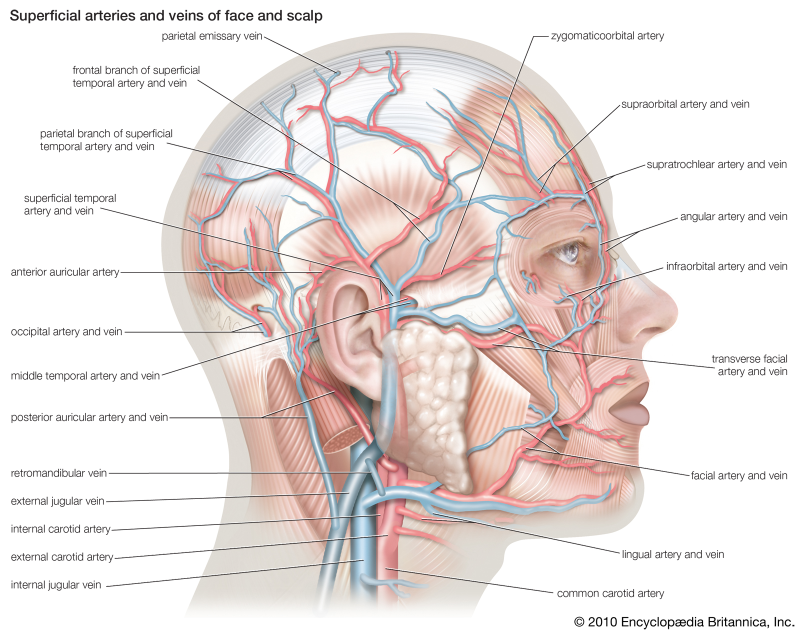 anatomy là gì