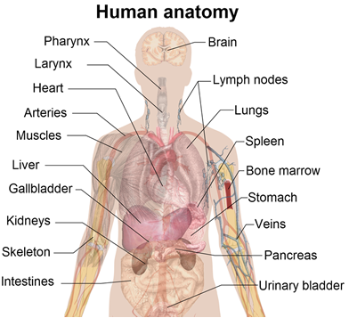 anatomy là gì