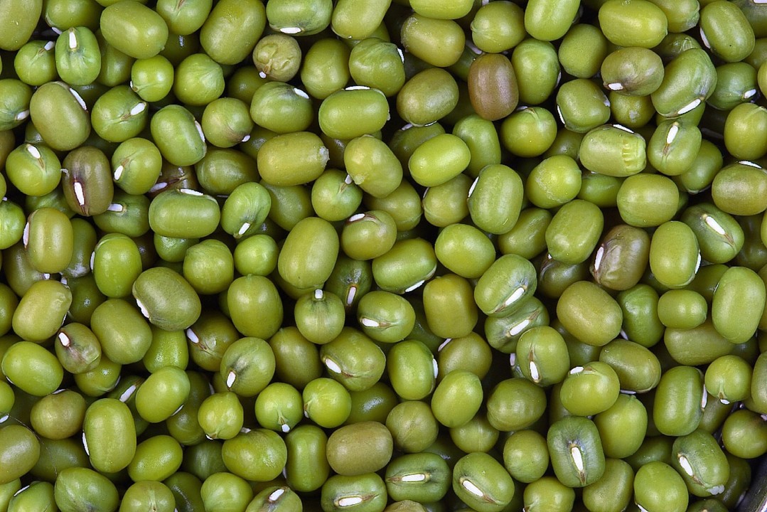 mung bean là gì