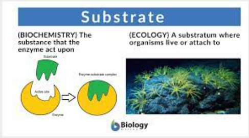 substrate là gì