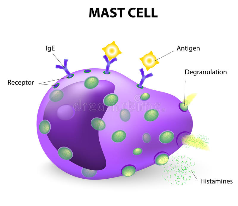 mast cell là gì