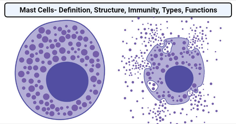 mast cell là gì