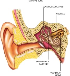 rối loạn tiền đình tiếng anh là gì