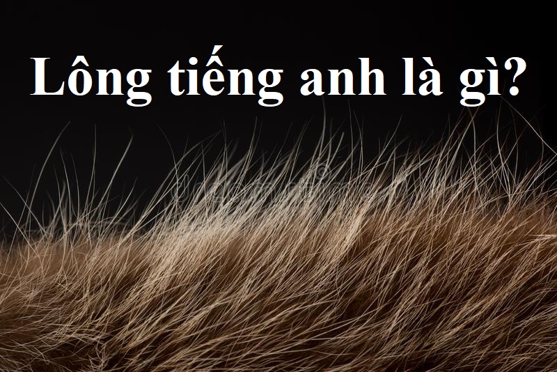 “Lông” trong Tiếng Anh là gì: Định Nghĩa, Ví Dụ Anh Việt