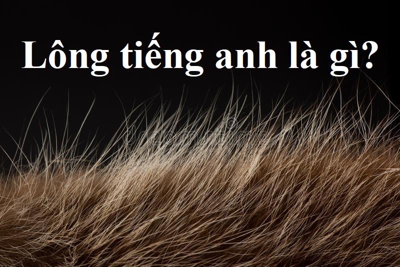 lông tiếng anh là gì