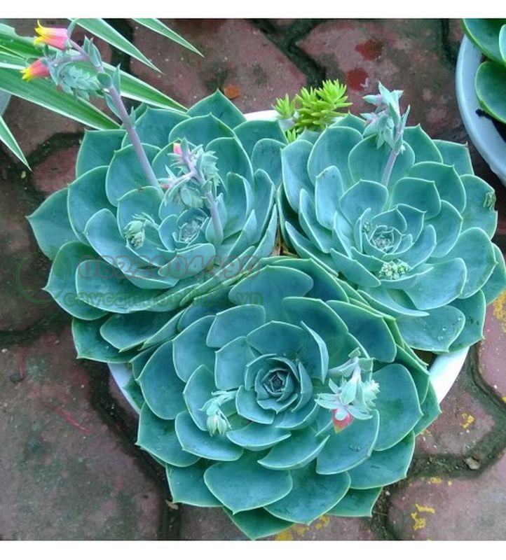 preset nghĩa tiếng việt la gì