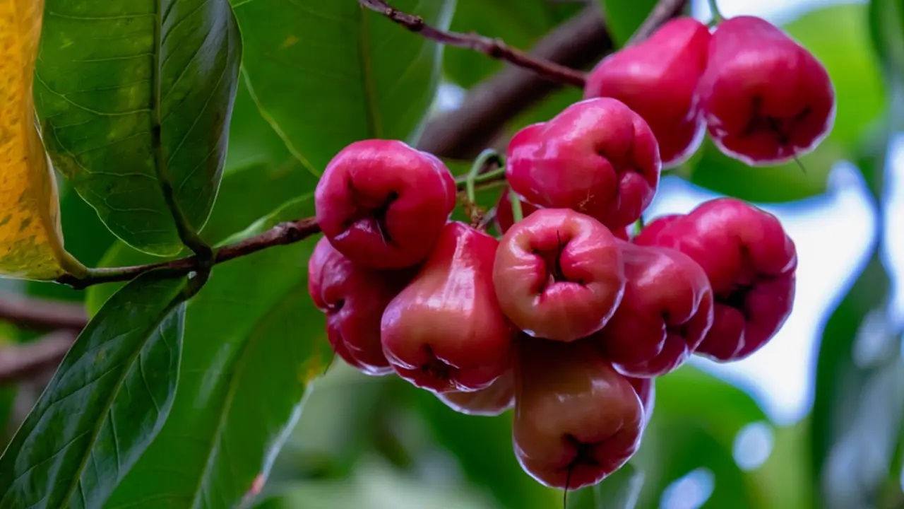 mận tiếng anh là gì