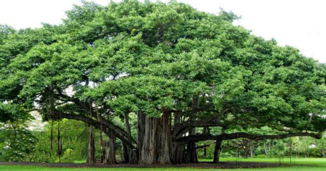 cây đa tiếng anh là gì