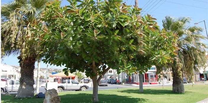 cây đa tiếng anh là gì