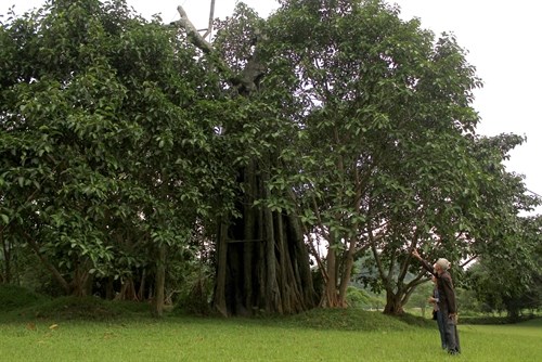 cây đa tiếng anh là gì