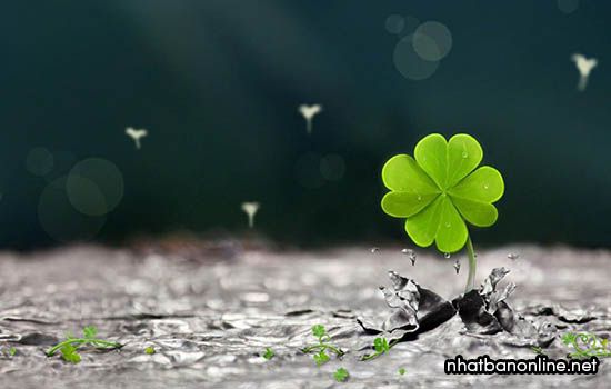 30 Hình ảnh cỏ ba lá may mắn đẹp giàu ý nghĩa #5 30 Hình ảnh cỏ ba lá may mắn đẹp giàu ý nghĩa