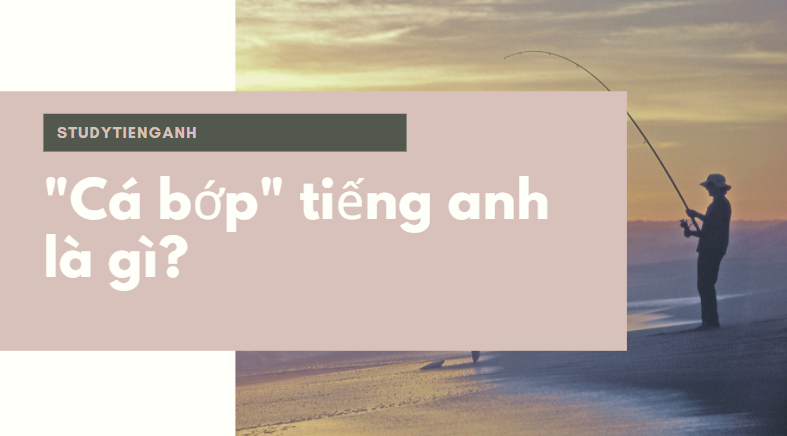 cá bớp tiếng anh là gì