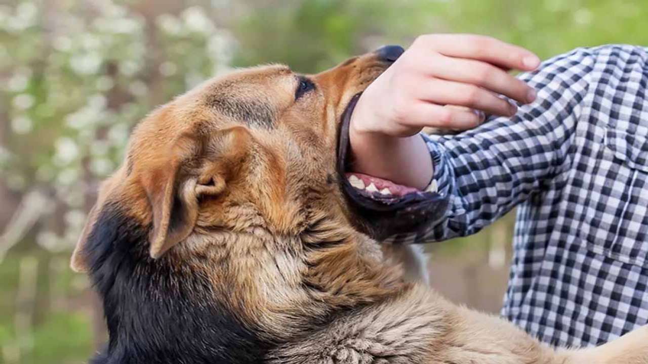 cắn tiếng anh là gì