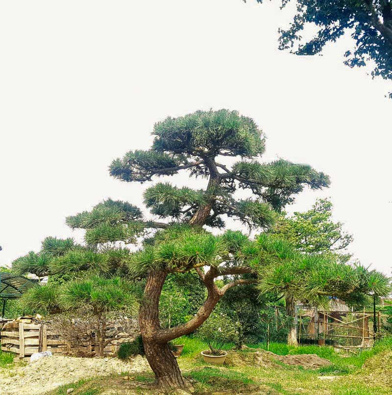 cây thông tiếng anh là gì