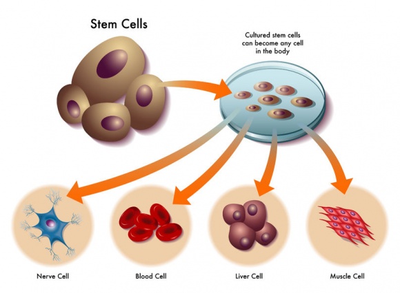 stem cell là gì