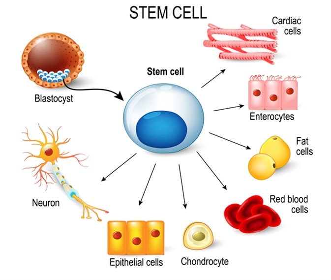 stem cell là gì