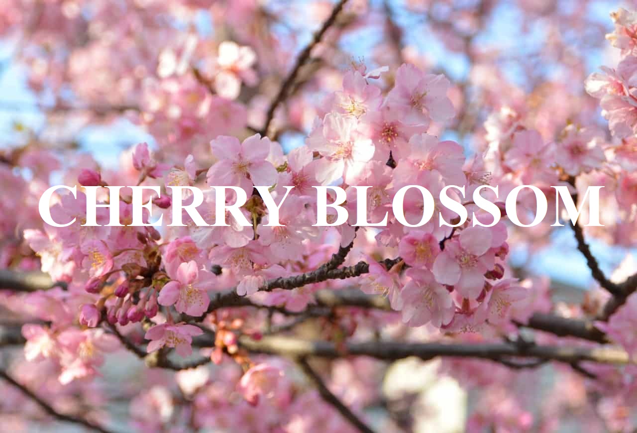 cherry blossom là gì