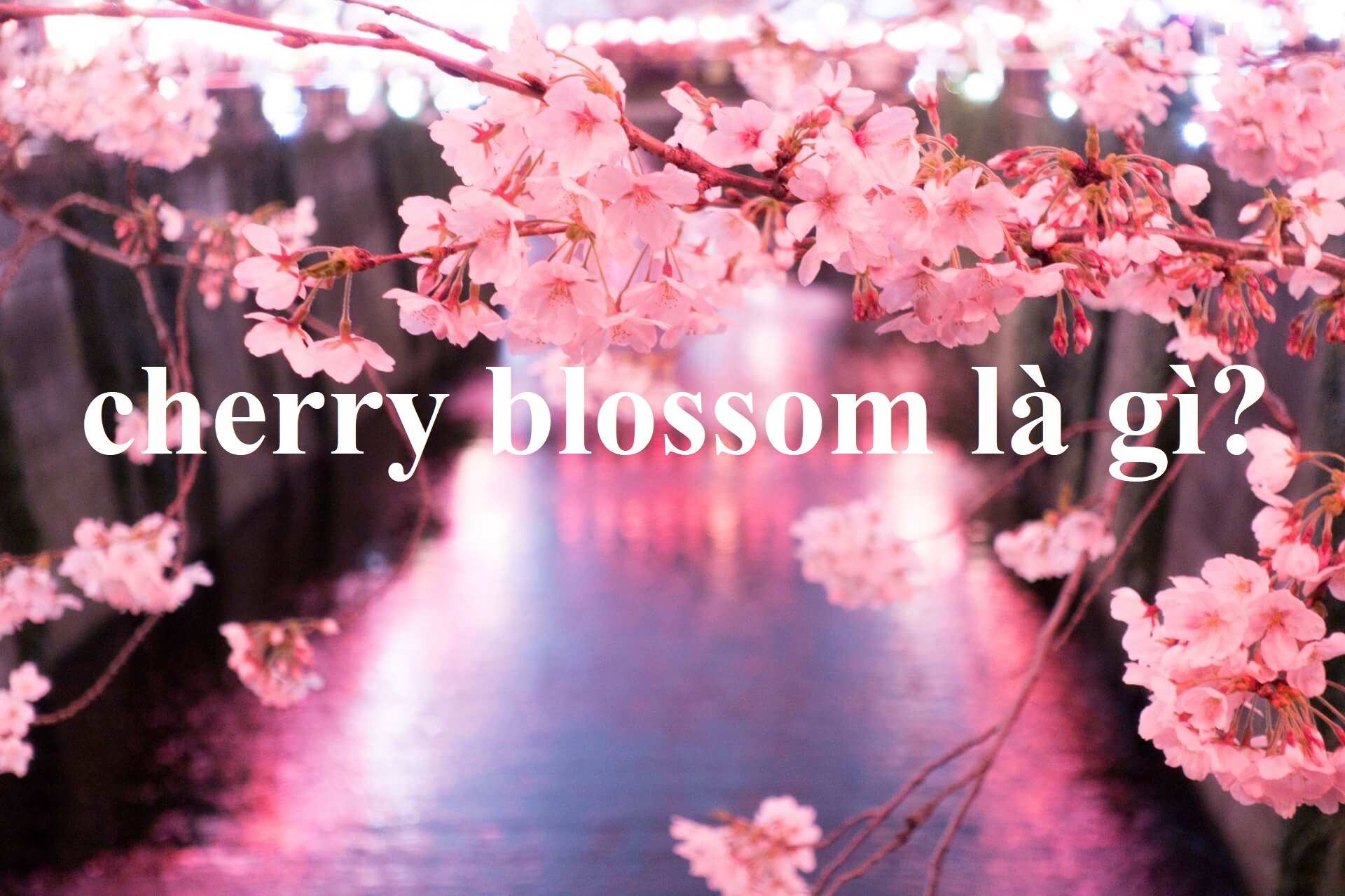 cherry blossom là gì