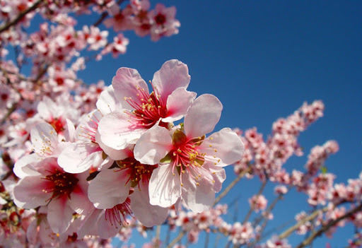 cherry blossom là gì