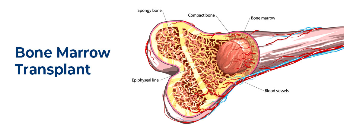 bone marrow là gì