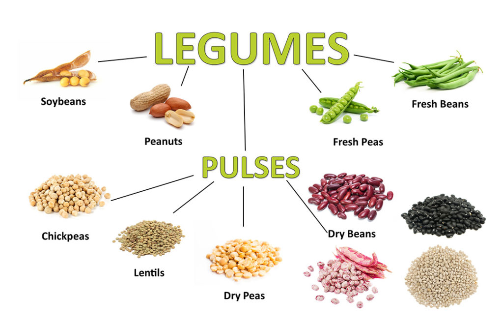 legume là gì
