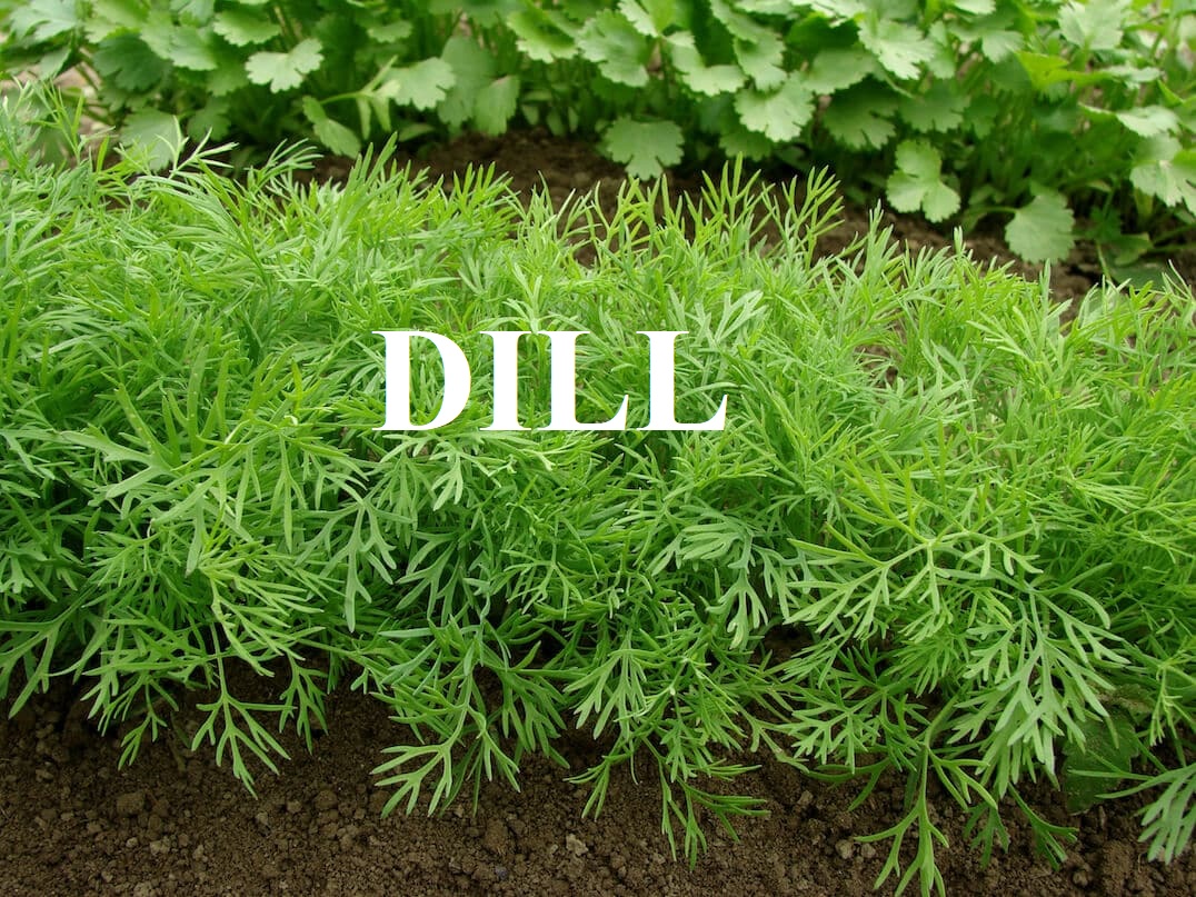 dill là gì