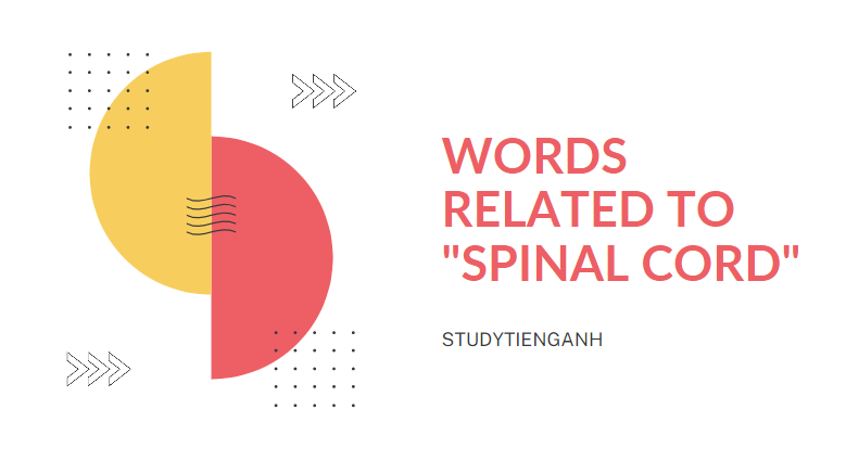 spinal cord là gì