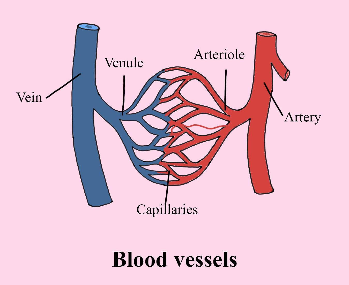 mạch máu tiếng anh là gì